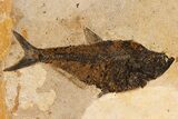 Huge, Fossil Fish (Diplomystus) - Wall Mount #299814-1